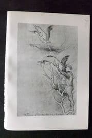Jemima Blackburn 1895 Antique Bird Print. Capture of Young Herons
