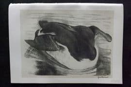 Jemima Blackburn 1895 Antique Bird Print. Common Guillemot