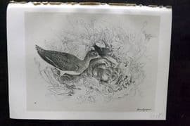Jemima Blackburn 1895 Antique Bird Print. Common Sandpiper