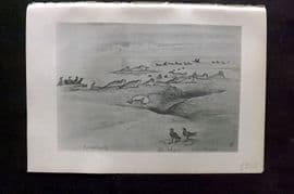 Jemima Blackburn 1895 Antique Bird Print. Cormorant, Golden Plover