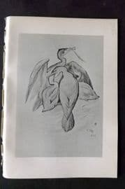 Jemima Blackburn 1895 Antique Bird Print. Cormorant & Young