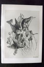 Jemima Blackburn 1895 Antique Bird Print. Crossbill