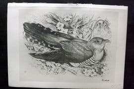 Jemima Blackburn 1895 Antique Bird Print. Cuckoo