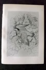 Jemima Blackburn 1895 Antique Bird Print. Cushat