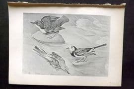 Jemima Blackburn 1895 Antique Bird Print. Dipper, Grey Wagtail, Pied Wagtail