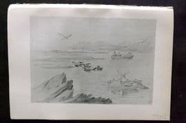 Jemima Blackburn 1895 Antique Bird Print. Eider Duck, or St Cuthberts Duck