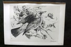 Jemima Blackburn 1895 Antique Bird Print. Fieldfare