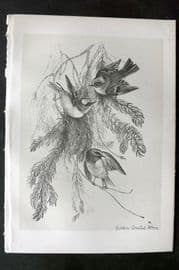 Jemima Blackburn 1895 Antique Bird Print. Golden-Crested Wren