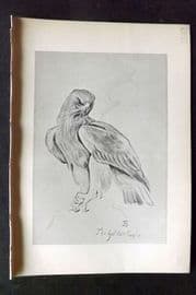 Jemima Blackburn 1895 Antique Bird Print. Golden Eagle