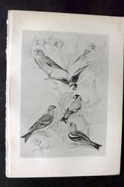 Jemima Blackburn 1895 Antique Bird Print. Goldfinch, Chaffinch, Linnet, Lesser Redpoll, Twite, or Mountain Linnet