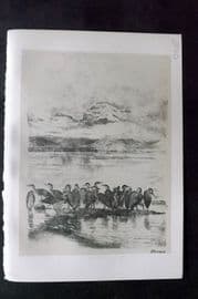 Jemima Blackburn 1895 Antique Bird Print. Group of Herons