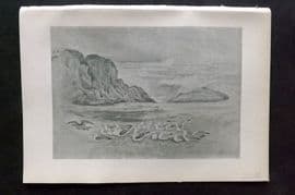 Jemima Blackburn 1895 Antique Bird Print. Gulls in a Storm