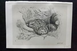 Jemima Blackburn 1895 Antique Bird Print. Gulls Nest
