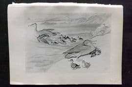Jemima Blackburn 1895 Antique Bird Print. Merganser