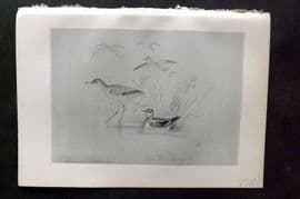Jemima Blackburn 1895 Antique Bird Print. Red-necked Phalarope