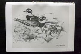 Jemima Blackburn 1895 Antique Bird Print. Ringed Plover