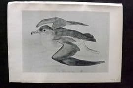 Jemima Blackburn 1895 Antique Bird Print. Shearwater