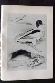 Jemima Blackburn 1895 Antique Bird Print. Sheldrake