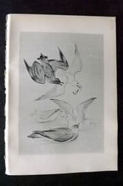 Jemima Blackburn 1895 Antique Bird Print. Skua