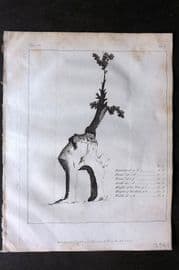 John Evelyn 1801 Botanical Print. Profile of the Green Dale Oak near Welbeck