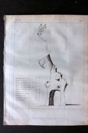 John Evelyn 1801 Botanical Print. Profile of the Green Dale Oak near Welbeck.