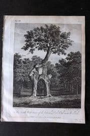 John Evelyn 1801 Print. North West View of the Green Dale Oak near Welbeck