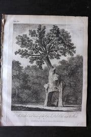 John Evelyn 1801 Print. South East View of the Green Dale Oak near Welbeck