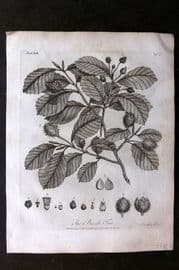 John Evelyn Forest Trees 1801 Botanical Print. Beech Tree