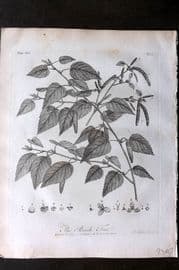 John Evelyn Forest Trees 1801 Botanical Print. Birch Tree