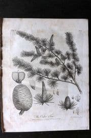 John Evelyn Forest Trees 1801 Botanical Print. Cedar Tree