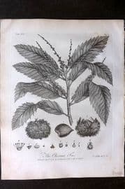 John Evelyn Forest Trees 1801 Botanical Print. Chesnut Tree