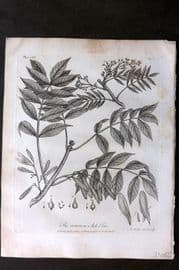 John Evelyn Forest Trees 1801 Botanical Print. Common Ash Tree
