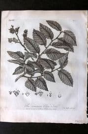 John Evelyn Forest Trees 1801 Botanical Print. Common Elm Tree