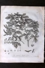 John Evelyn Forest Trees 1801 Botanical Print. Common Maple Tree