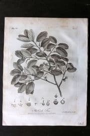 John Evelyn Forest Trees 1801 Botanical Print. Cork Tree
