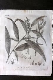 John Evelyn Forest Trees 1801 Botanical Print. Crack Willow