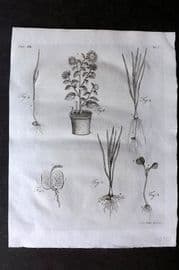 John Evelyn Forest Trees 1801 Botanical Print. Flower Pot and Plant Anatomy
