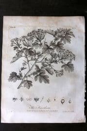 John Evelyn Forest Trees 1801 Botanical Print. Hawthorn