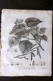 John Evelyn Forest Trees 1801 Botanical Print. Hazel Nut Tree