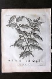 John Evelyn Forest Trees 1801 Botanical Print. Holly Tree