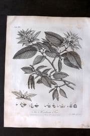 John Evelyn Forest Trees 1801 Botanical Print. Hornbeam Tree