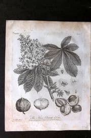 John Evelyn Forest Trees 1801 Botanical Print. Horse Chestnut Tree