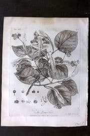 John Evelyn Forest Trees 1801 Botanical Print. Lime Tree