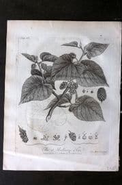 John Evelyn Forest Trees 1801 Botanical Print. Mulberry Tree