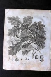 John Evelyn Forest Trees 1801 Botanical Print. Oak Tree. Acorn