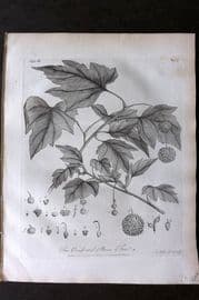 John Evelyn Forest Trees 1801 Botanical Print. Occidental Tree