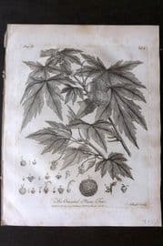 John Evelyn Forest Trees 1801 Botanical Print. Oriental Plane Tree