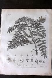 John Evelyn Forest Trees 1801 Botanical Print. Quicken Tree