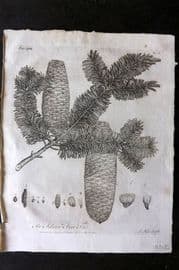 John Evelyn Forest Trees 1801 Botanical Print. Silver Fir Tree