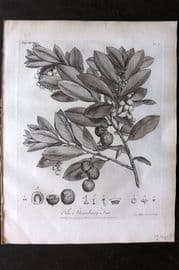 John Evelyn Forest Trees 1801 Botanical Print. Strawberry Tree